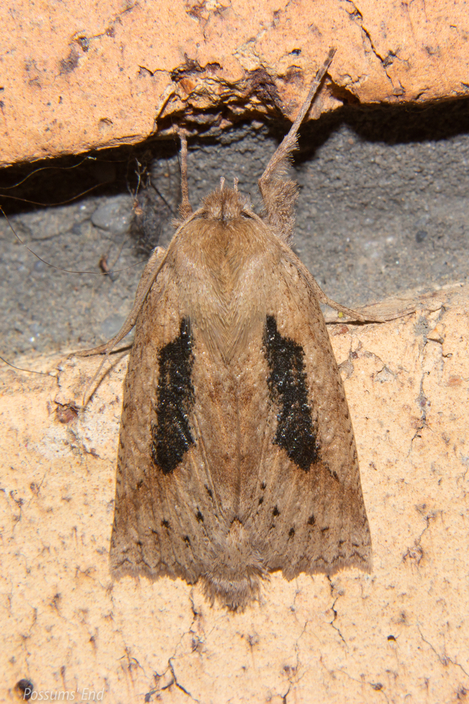 Spotted Manuka Looper