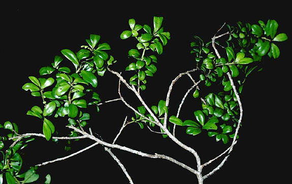 Myrsine alyxifolia
