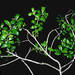 Myrsine alyxifolia - Photo (c) Smithsonian Institution, National Museum of Natural History, Department of Botany, osa oikeuksista pidätetään (CC BY-NC-SA)