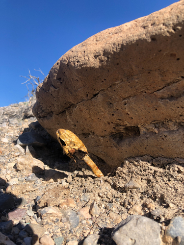 Podaxis pistillaris — elongated club-shaped dry coastal mushroom with tan exterior and powdery dark interior