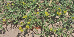 Rorippa sinuata
