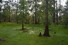 Taxodium distichum image