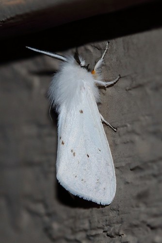 Agreeable Tiger Moth (Spilosoma congrua) · iNaturalist