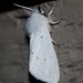 Agreeable Tiger Moth - Photo (c) Dustin Welch, some rights reserved (CC BY-NC), uploaded by Dustin Welch