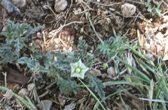 Chamaesaracha coniodes