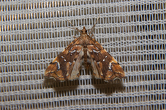 Musotima nitidalis