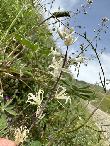 Image of Caulanthus flavescens by (c) Matt Berger, some rights reserved (CC BY)