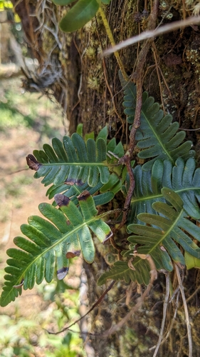 Haresfoot fern (Davallia pectinata)