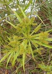Cyperus meyenianus