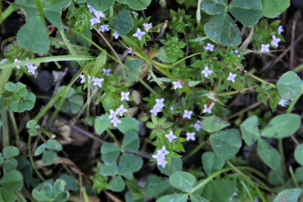 field-madder-from-middle-green-gulch-trail-california-94965-usa-on