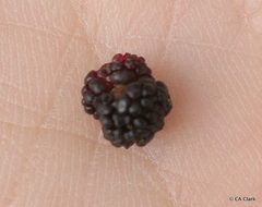 Morella faya, recorded fruiting