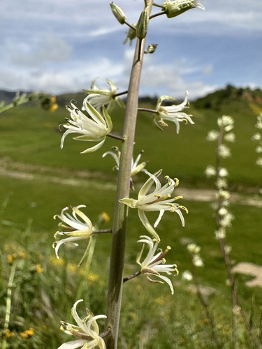 Image of Caulanthus flavescens by (c) Matt Berger, some rights reserved (CC BY)