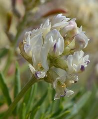 Astragalus australis