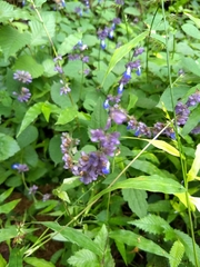 Salvia compsostachys