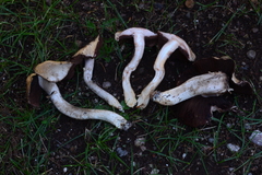 Agaricus sylvaticus occidentalis