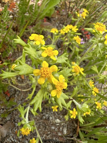 Image of Eriophyllum multicaule by (c) Matt Berger, some rights reserved (CC BY)