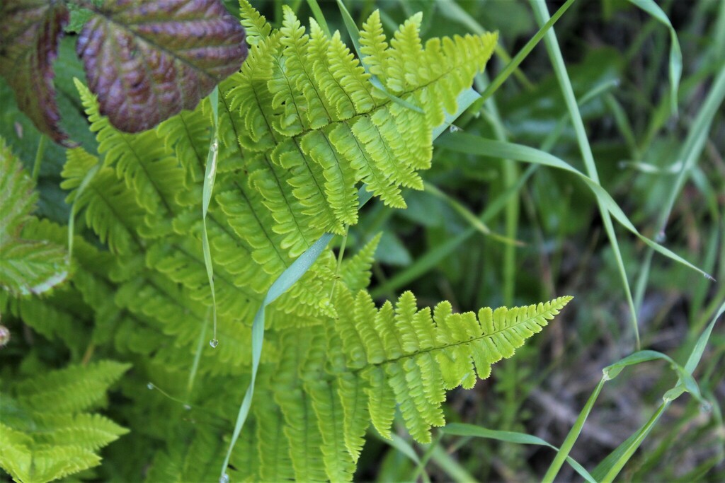 coastal-woodfern-from-middle-green-gulch-trail-california-94965-usa