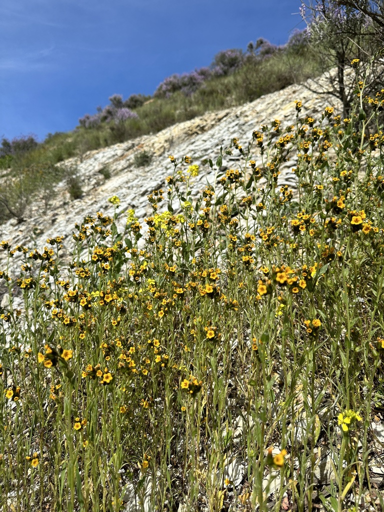 carrizo fiddleneck from Monterey, California, United States on April 8 ...