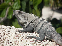 Ctenosaura similis