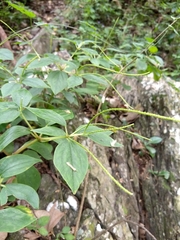 Peperomia liebmannii