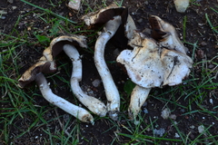 Agaricus sylvaticus occidentalis
