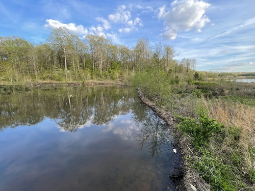 American Beaver photographed in Arkansas