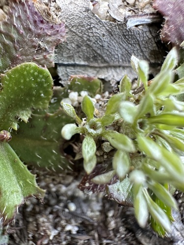 Image of Hesperevax acaulis by (c) Matt Berger, some rights reserved (CC BY)