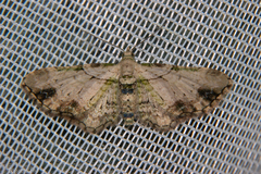 Chloroclystis sphragitis