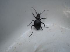 Scaphinotus interruptus