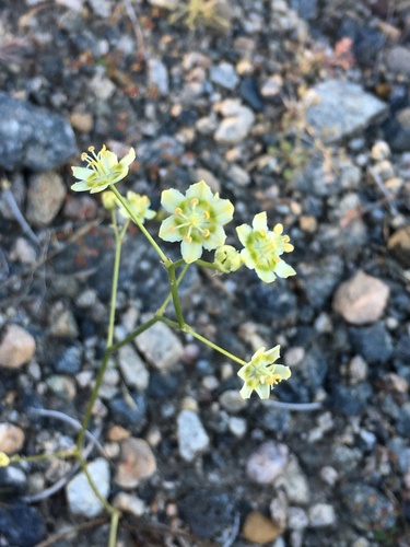 Desert deathcamas (Toxicoscordion brevibracteatum)