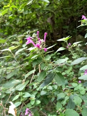Scutellaria seleriana