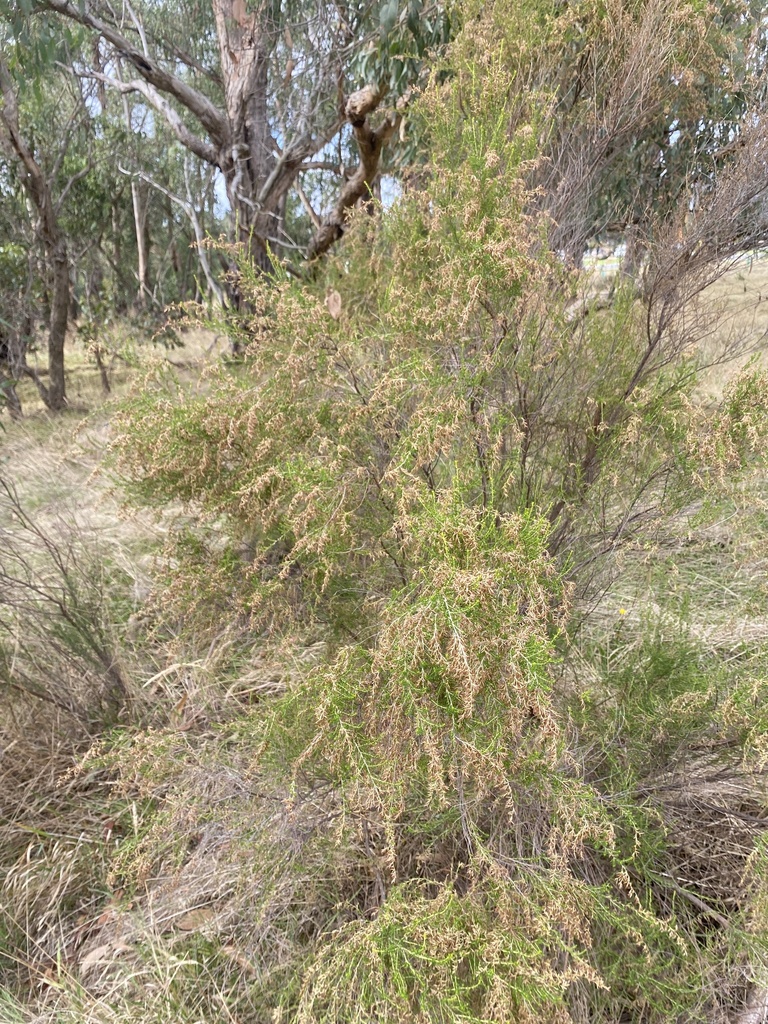 Sifton Bush from St, Wantirna South, VIC, AU on April 13, 2023 at 1048 AM by Knox City