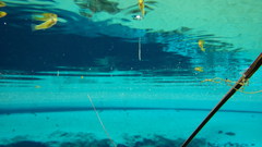Cuatro Cienegas Shiner photo 2