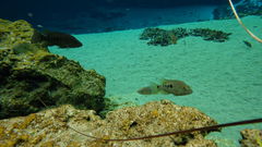 Herichthys minckleyi