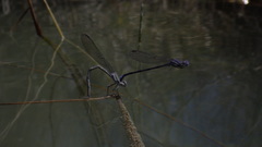 Argia fumipennis