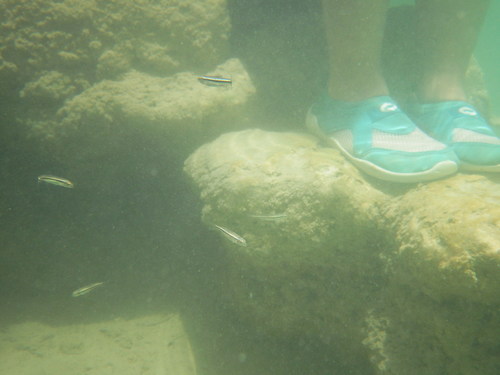 Cuatro Cienegas Shiner