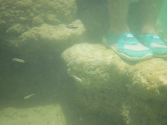 Cyprinella xanthicara