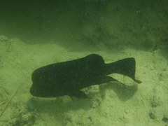 Herichthys minckleyi