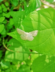Scopula umbilicata