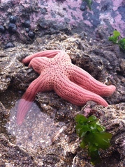 Stichaster striatus