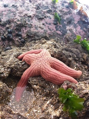 Stichaster striatus