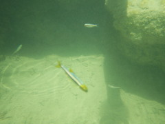 Cyprinella xanthicara