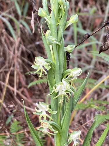 Habenaria rodeiensis