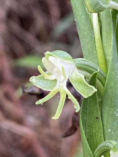 Habenaria rodeiensis