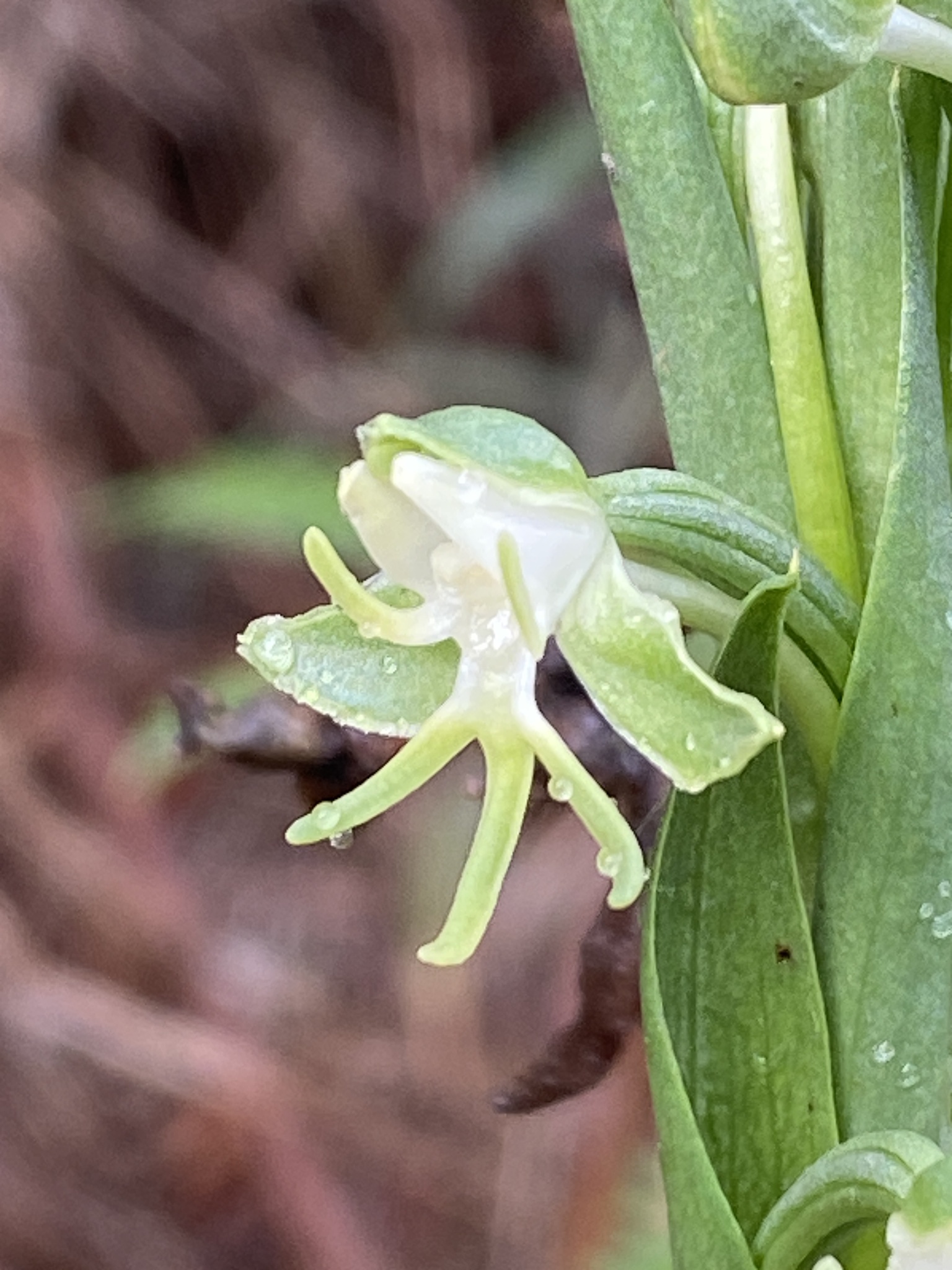 Habenaria rodeiensis