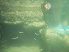 Cyprinella xanthicara