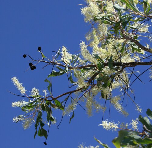Caustic Bush (Grevillea dimidiata)