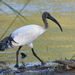 African Sacred Ibis - Photo (c) copper, some rights reserved (CC BY-NC), uploaded by copper