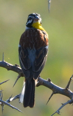 Emberiza flaviventris flaviventris