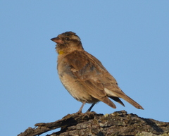 Gymnoris superciliaris